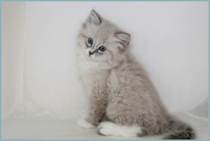 Male Siberian Kitten from Deedlebug Siberians